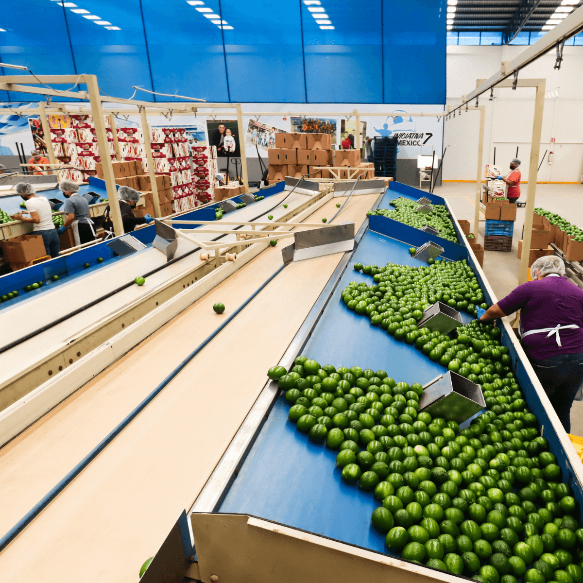 Maraco-Productora-y-Comercializadora-1200x1200-11