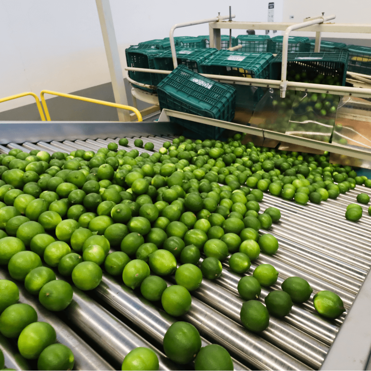 Maraco-Productora-y-Comercializadora-1200x1200-3