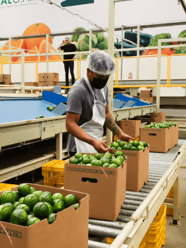 Maraco-Productora-y-Comercializadora-600x800-4