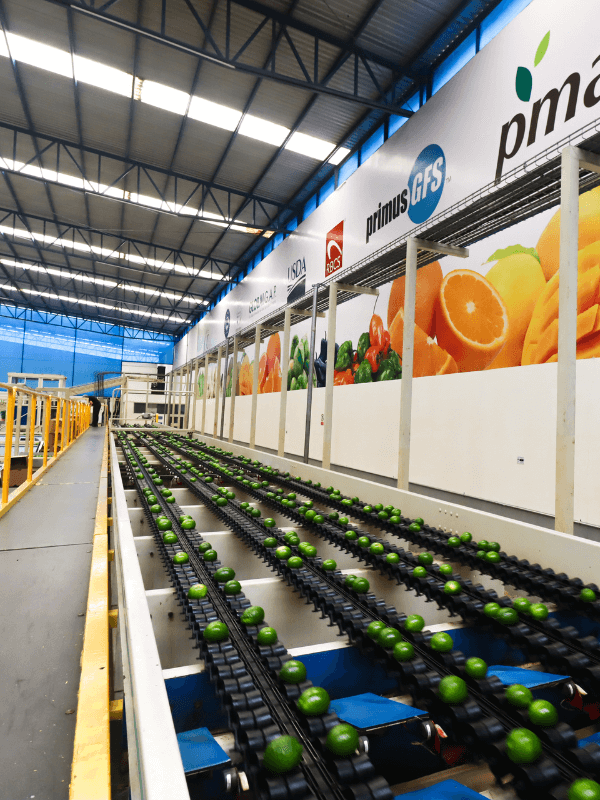 Maraco-Productora-y-Comercializadora-600x800-9